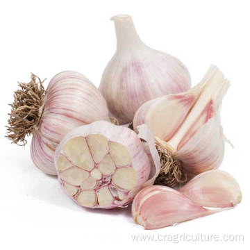 Sell Garlic Planter In the Fall